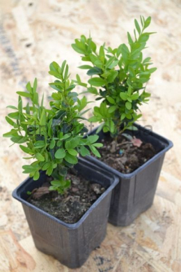 Самшит вічнозелений (P9) Вuxus sempervirens Самшит вічнозелений (P9) Вuxus sempervirens