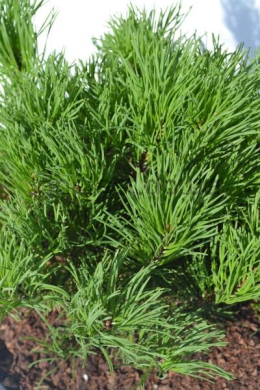 Мугус Сосна гірська (С10) Pinus mugo Mughus 																					