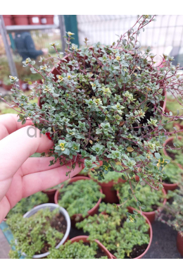 Тим'ян лимонний Замбезі (1,2) Thymus Sambesi