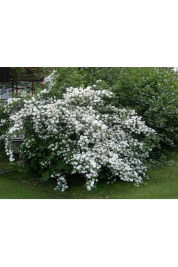Чубушник венечный (С5)  Philadelphus coronarius