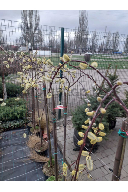 Верба козяча Кілмарнок (плакуча) на штамбі (h-100cм, обхв. до 6 см) Salix Kilmanrok 