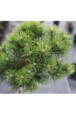 Кобольд Сосна горная (С10л) Pinus mugo Kobold	h-35-40,d-35-40																					