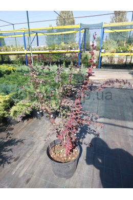 Барбарис оттавский Сільвер Майлз (С10) Berberis ottawensis