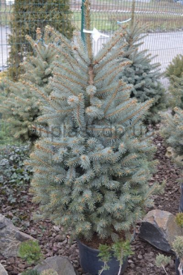 Ель колючая (125-150) Picea pungens glauca (КОМ)