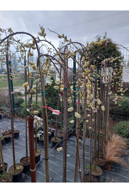 Верба козяча Кілмарнок (плакуча) на штамбі  (h-150) Salix Kilmanrok 