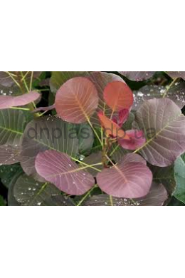 Скумпія шкіряста Грейс (С5) Cotinus coggygria Grace