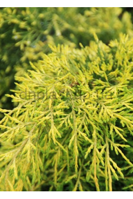 Олд голд (С7,5) ялівець середній (Old Gold) h-30-35,d-60