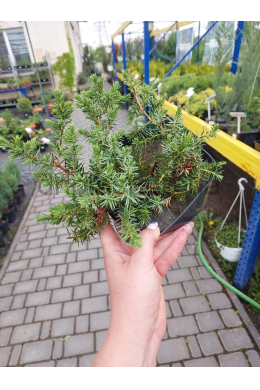 Эмеральд Сі (С3л) ялівець прибережний Conferta h-5,d -15