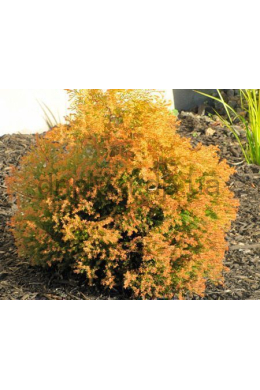 Рейнголд (С7,5) туя західна (Rheingold) (h-30-35, d-40)