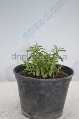 Лаванда Мунстед (С1,2) Lavandula angustifolia Munstead 