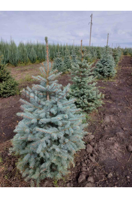 Ялина колюча Кайбаб блакитна (100-125 см)