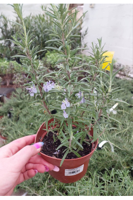 Розмарин Спіді лікарський (С1,2) Rosmarinus officinalis Speedy Розмарин Спіді лікарський (С1,2) Rosmarinus officinalis Speedy