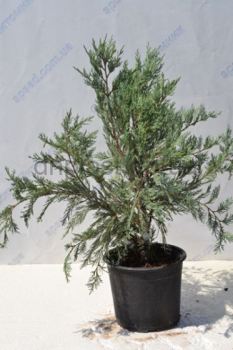 Мунглоу  (С3л)  ялівець  скельний (Moonglow) h-25-30,d-15