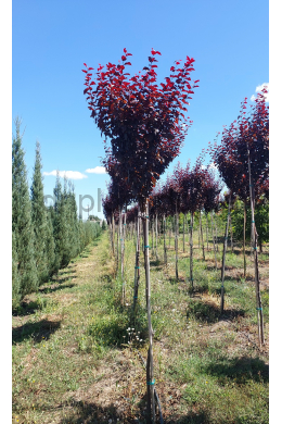 Слива Піссарді КОМ (L 10-12см) Prunus pissardii