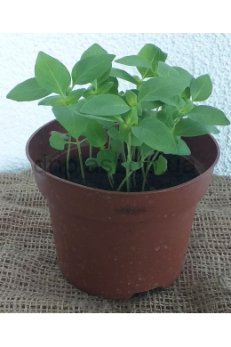 Базилік кущовий  Містер Барнс (С1,2) (Ocimum basilicum Mr.Burns)
