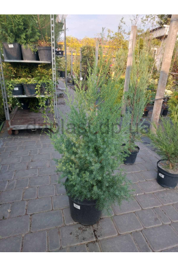 Обеліск (С7,5) ялівець китайський (Obelisk)
