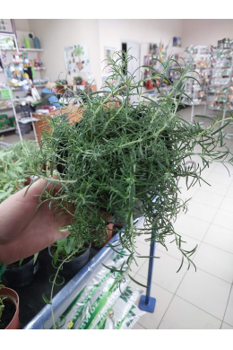 Розмарин Боул (С2) Rosmarinus officinalis 