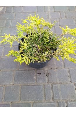 Лайм Глоу (С7,5л) ялівець горизонтальний   (Lime Glow) h-15-20, d-40-50