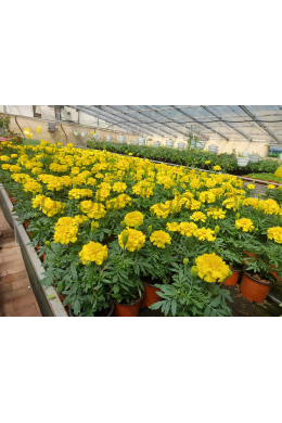 Тагетес Бонанза Єлоу Р9 Тагетес Бонанза Єлоу Р9