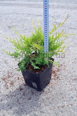 Курівао голд (С3л) ялівець китайський (Kurivao Gold)