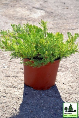 Ленінград (С3л) ялівець горизонтальний даурский (Leningrad) h-15, d-30