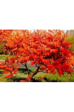 Сумах оленерогий КОМ (Rhus typhina) (L 6-8см)