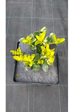 Бересклет Форчуна Блонді (С2) Euonymus fortunei blondy Бересклет Форчуна Блонді (С2) Euonymus fortunei blondy