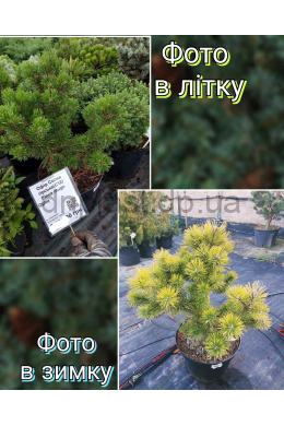Офір Сосна гірська(С12) Pinus mugo Ophir																					