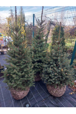 Ялина колюча Кайбаб сиза (100-125 см)