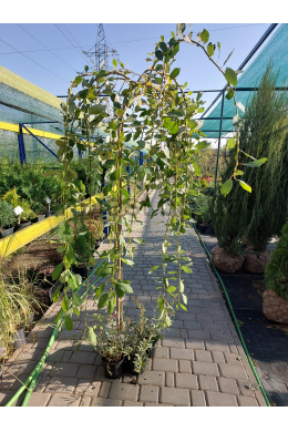 Верба козяча Кілмарнок С5 (плакуча) на штамбі  (h-150) Salix Kilmanrok 