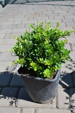 Барбарис Тунберга Кобольд (С3) Berberis thunbergii Kobold