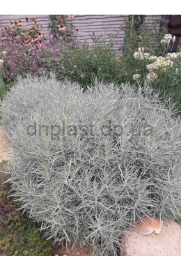 Талл каррі (C1,2) Helichrysum angustifolia Tall Curry