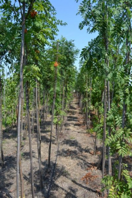 Рябина обыкновенная (L до 6см) КОМ (Sorbus Aucuparia) 