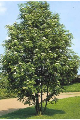 Рябина обыкновенная (шпалера) (L 8-10 см) Sorbus Aucuparia