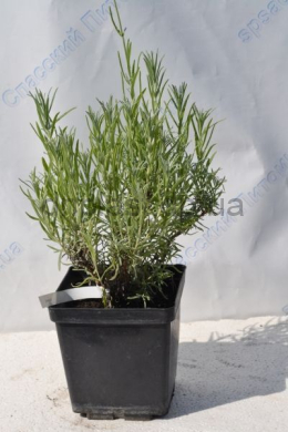 Лаванда Мунстед (С3) Lavandula angustifolia Munstead 