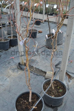 Верба Мацуда Жовта (L до 6 см)  (Salix matsudana Koidz) 