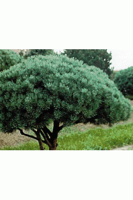 Сосна обыкновенная Ватерери  Pinus Sylvestris Watereri