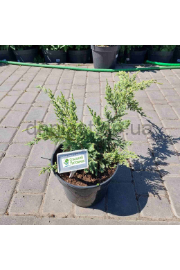 Холгер (С5) ялівець лускатий (Holger) h-30-35, d-40