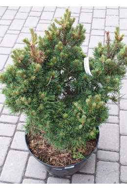 Френшам сосна обыкновенная (С15) Pinus sylvestris Frensham																				