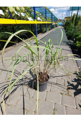 Лимонна трава (С2) Cymbopogon