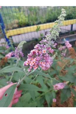 Буддлея Давида Флауер Пауер (С5) Buddleja davidii Flower Power