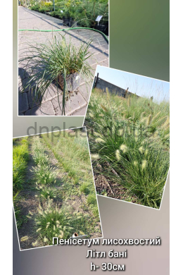 Пеннісетум Літтл Банні (С2) Pennisetum alopecuroides Little Bunny Пеннісетум Літтл Банні (С2) Pennisetum alopecuroides Little Bunny