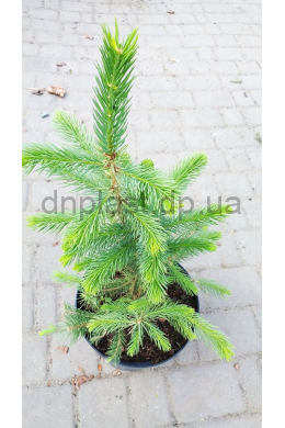 Ель колючая Маджестик Блу  (С7.5) Picea "Glauca Majestic Blu"