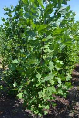 Платан кленолистий (L 6-8см) КОМ (Platanus acerifolia) 