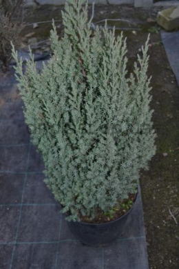 Стрікта (С7,5л) ялівець китайський (Stricta ) h-50-55,d-25 Стрікта (С7,5л) ялівець китайський (Stricta ) h-50-55,d-25