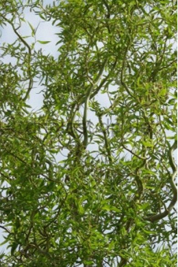 Верба Мацуда Тортуоза КОМ (Salix matsudana Tortuosa)  (L 6см)
