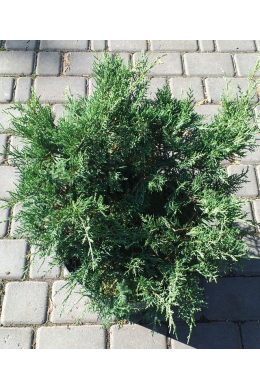 Пфітцеріана компакта (С15)  ялівець середній (Pfitzeriana Compacta) h-100,d-120