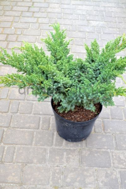 Хунеторп (С10 ) ялівець лускатий (Hunnetorp) h-60-70, d-80-90