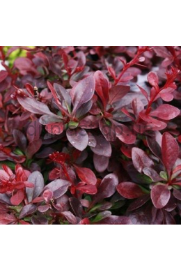 Барбарис Тунберга Атропурпуреа Нана (С3)  Berberis thunbergii Atropurpurea Nana 														