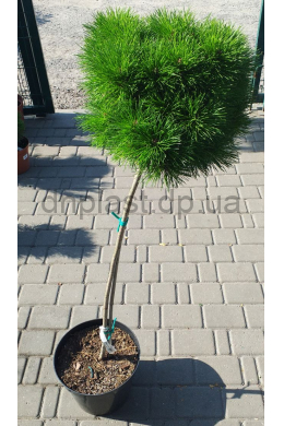 Бамбино сосна чёрная штамб (90-110) Pinus nigra Bambino